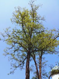 Low angle view of tree against clear blue sky