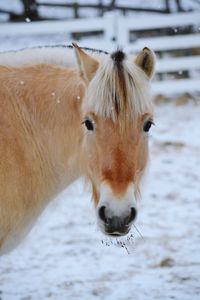 Close-up of horse standing on snow