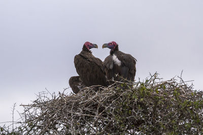 Low angle view of birds perching on tree against sky