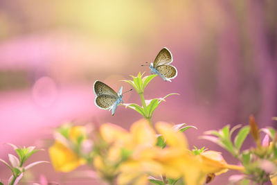 Close-up of butterfly pollinating on flowering plant