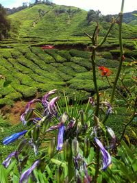 Close-up of purple flowering plants on land