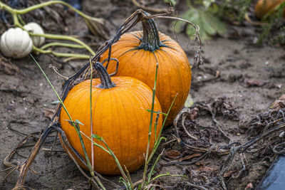 Close-up of pumpkin pumpkins on field during autumn