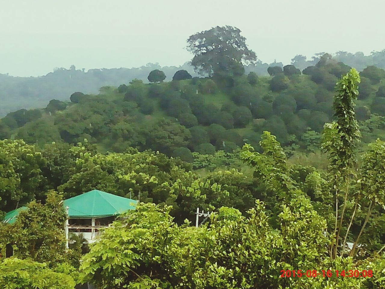 tree, growth, green color, lush foliage, architecture, mountain, built structure, building exterior, nature, plant, house, beauty in nature, clear sky, scenics, tranquil scene, tranquility, sky, green, low angle view, day