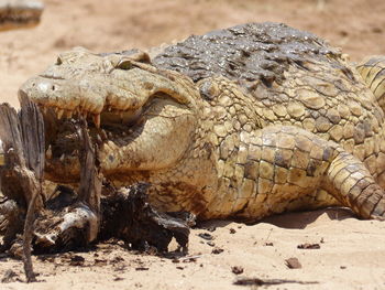 Close-up of a lizard on sand