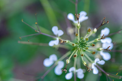 Close-up of white flowering plant