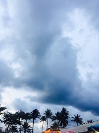 Low angle view of palm trees against sky