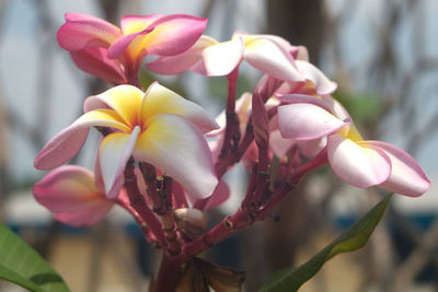 Close-up of pink flowers