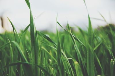 Close-up of wheat growing on field