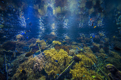 View of fish swimming in tank