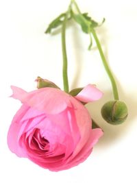 Close-up of pink rose over white background