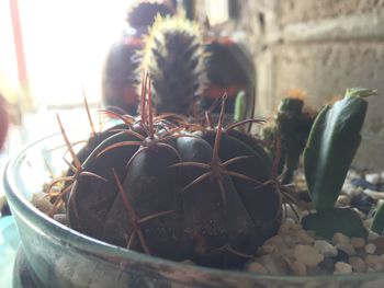 Close-up of succulent plant