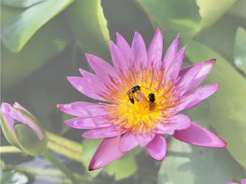 Close-up of bee pollinating on purple flower