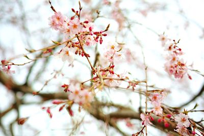 Low angle view of flowering tree against sky