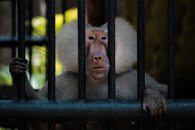 Portrait of monkey in cage at zoo