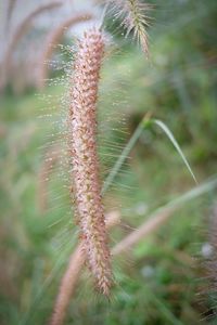 Close-up of plant