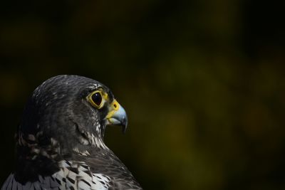 Close-up of a bird