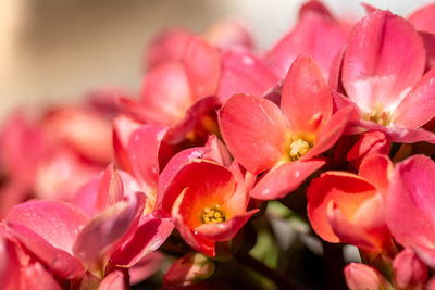 Close-up of pink flowering plant