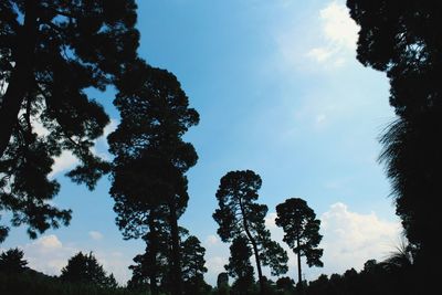 Low angle view of trees against sky