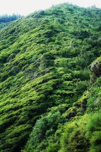 Scenic view of green landscape