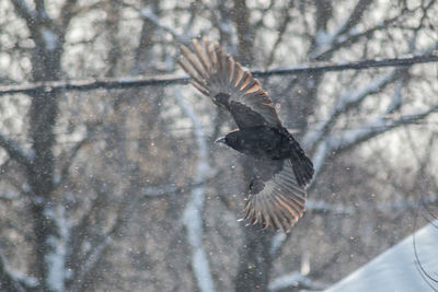 Close-up of bird flying over snow during winter