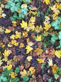Close-up of yellow maple leaves on plant during autumn