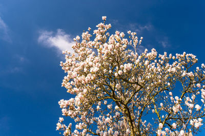 Ripening magnolia flowers on a tree against the background of a blue, spring sky.