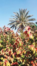 Low angle view of palm tree against clear sky