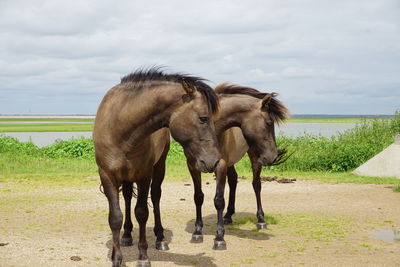 Horses on field against sky