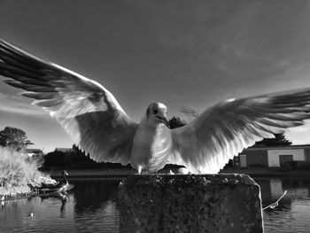 Seagull flying over water