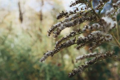 Close-up of snow on tree branch