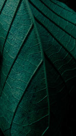 Full frame shot of green leaf