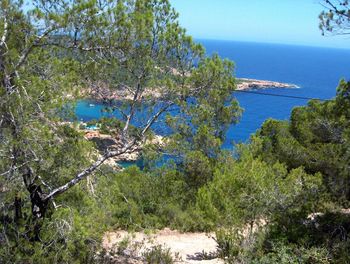 High angle view of trees by sea against sky