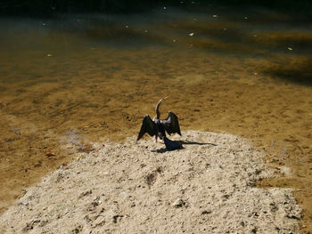 High angle view of two birds on beach