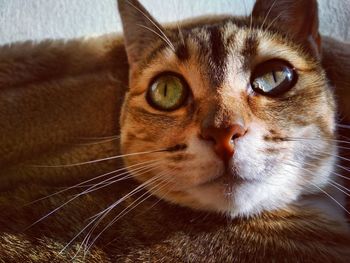 Close-up portrait of a cat