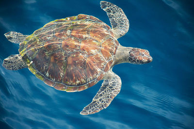 Close-up of turtle swimming in sea