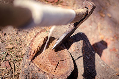 Close-up of log in forest