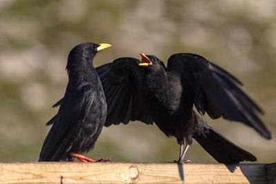 Close-up of birds perching on railing
