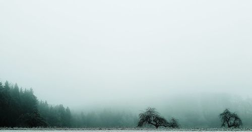 Trees on landscape against sky during foggy weather