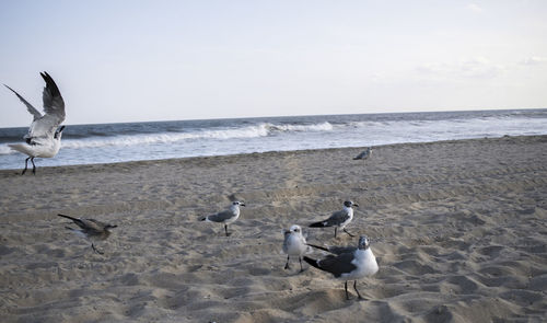 Seagulls on beach