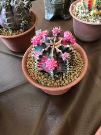 Close-up of potted plant on table