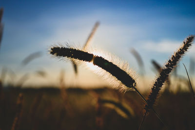 Close-up of stalks in field against sky