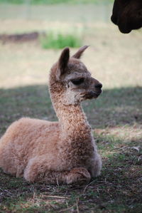 View of an animal on field