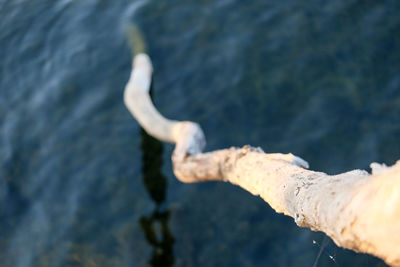 High angle view of bird in lake