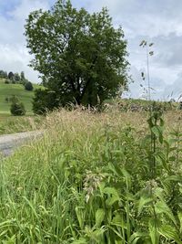 Plants growing on field against sky