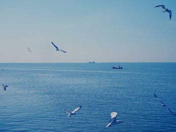 Seagulls flying over sea against clear sky