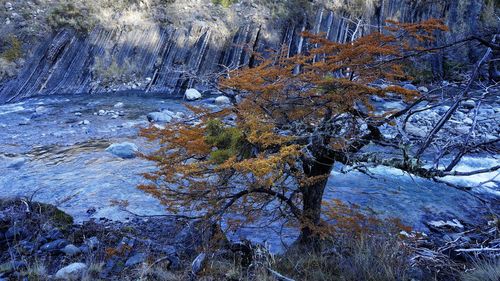 Trees growing in forest during winter