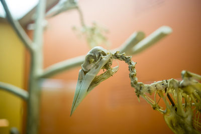 Close-up of bird skeleton at museum