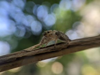 Close-up of insect on tree