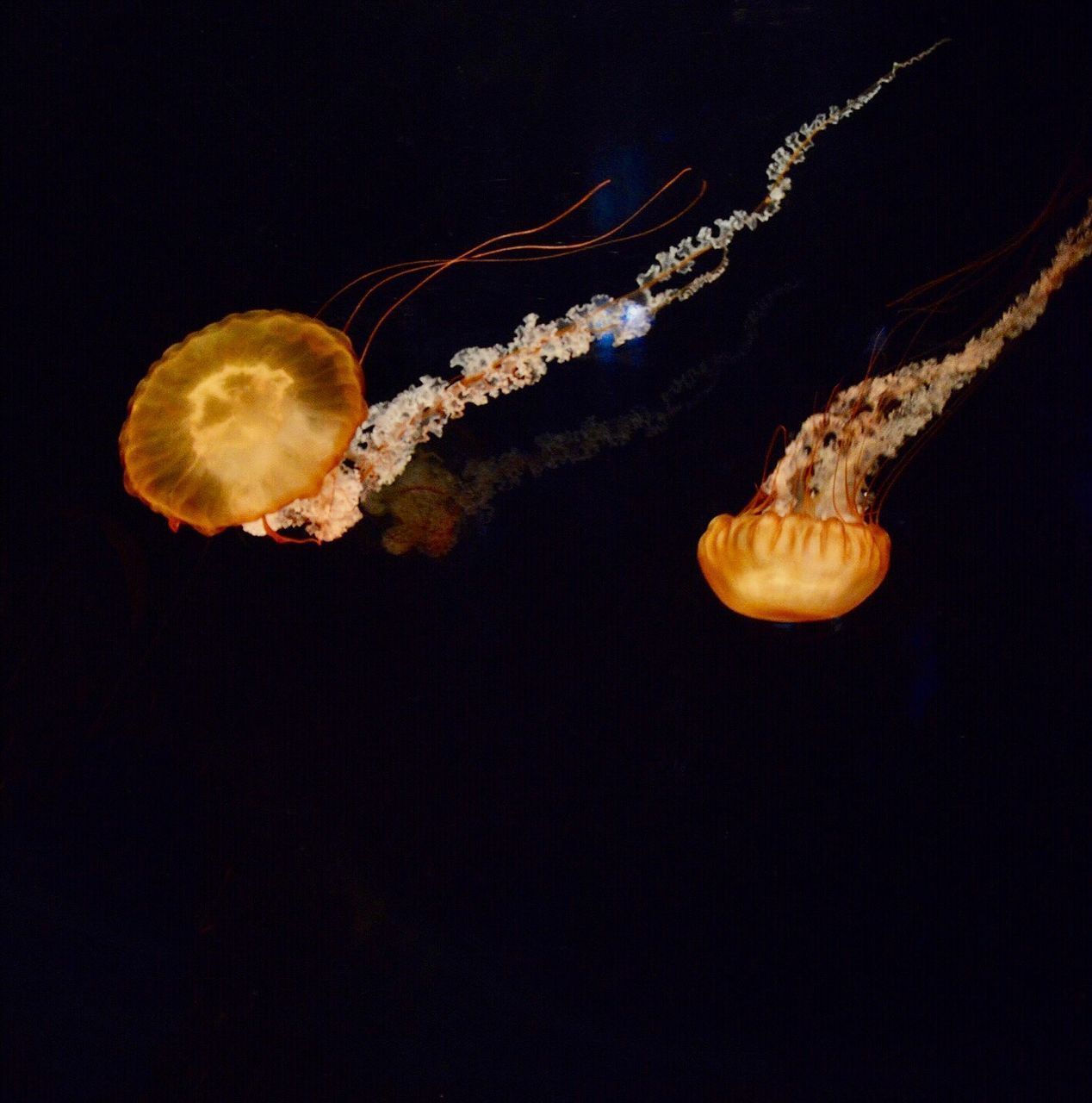 JELLYFISH SWIMMING IN SEA AGAINST BLACK BACKGROUND