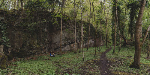 Trees in forest